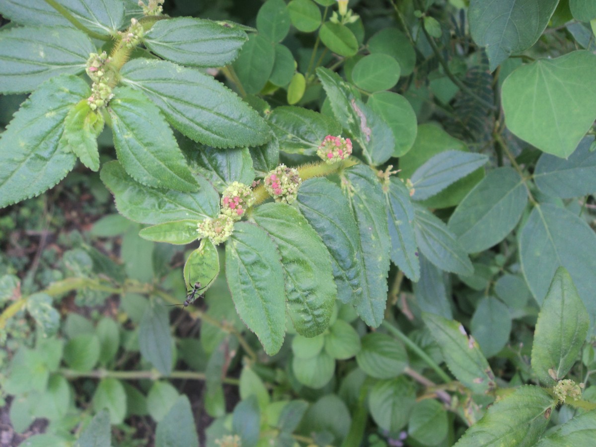 Euphorbia hirta L.